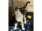June bug Domestic Shorthair Baby Female