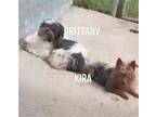 Brittany Shih Tzu Adult Female