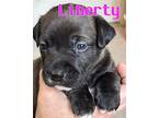 Liberty Mixed Breed (Medium) Puppy Female