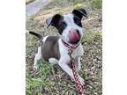Badger German Shorthaired Pointer Puppy Male