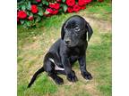 Puppy Aramis, Labrador Retriever For Adoption In Franklin, Tennessee