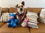 Nicky Coaster Chihuahua Adult Male