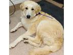 Adopt June a Great Pyrenees, Golden Retriever
