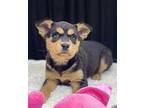 (bl) Paola Mixed Breed (Medium) Puppy Female