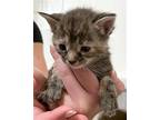 Moxie Domestic Shorthair Kitten Female