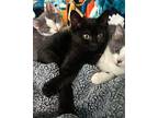 Wingdings Domestic Shorthair Kitten Male