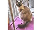 Sweet Tea Siamese Young Female
