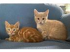 Rowan Domestic Shorthair Kitten Male