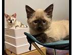 Murphy Siamese Kitten Male