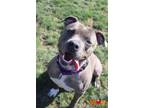 Adopt KOURTNEY a Pit Bull Terrier