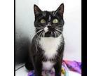 Baby Kitty IV Domestic Shorthair Adult Female