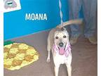 Moana Chihuahua Young Female