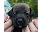 Marshall Mixed Breed (Medium) Puppy Male