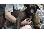 Lokie Mixed Breed (Large) Young Male