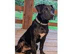 Zipper Plott Hound Puppy Male