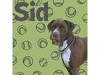 Sid Boxer Adult Male