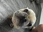 Snow White French Bulldog Adult Female