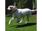 Adopt DARLA a Staffordshire Bull Terrier, Mixed Breed