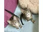 Bastet Domestic Shorthair Kitten Female
