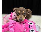 (bl) Cicha Mixed Breed (Medium) Puppy Female