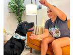 Sweet Boy Edward Labrador Retriever Adult Male