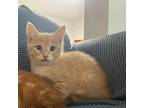 Calvin Domestic Shorthair Kitten Male