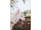 74145A Milo Husky Adult Male