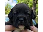 Everest Mixed Breed (Medium) Puppy Female