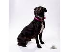 Adopt Peggy a Affenpinscher
