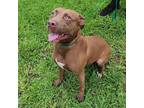 Adopt A008828 a Labrador Retriever, Mixed Breed