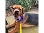 Adopt Coco a Hound