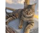 Adopt Tree Kitten - Afghanistan a Domestic Short Hair