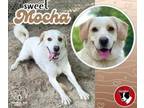 Adopt Mocha a Labrador Retriever, Great Pyrenees