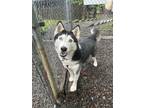 Adopt Anya a Husky