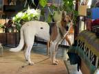 Adopt MAISIE a Collie, Smooth Collie