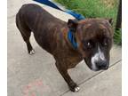 Adopt Felicia a American Staffordshire Terrier