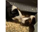 Adopt Twix and Reece a Guinea Pig