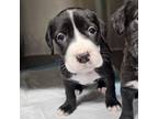 Adopt Willow a Mixed Breed