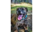 Adopt Penny a Pit Bull Terrier
