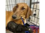 Adopt Aislin (mom) a Doberman Pinscher, Boxer