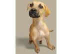 Adopt Rose Mimes a Dachshund, Hound