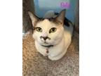 Adopt Bella a Domestic Short Hair