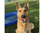 Adopt Jedi a German Shepherd Dog, Mixed Breed