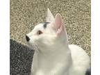 Adopt Gretel a Domestic Short Hair, Turkish Van