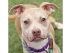 Adopt Arya a Labrador Retriever, American Staffordshire Terrier