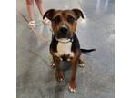 Adopt Harper a Pit Bull Terrier