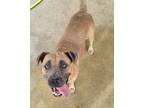 Adopt Margret a Mixed Breed