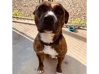 Adopt Roxy a Pit Bull Terrier