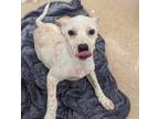 Adopt Flower a Beagle, Boxer