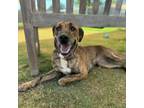 Adopt Daisy a Plott Hound